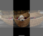 Small Photo #3 Golden Retriever Puppy For Sale in COTTONWOOD, AL, USA