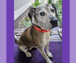 Small #14 American Pit Bull Terrier Mix