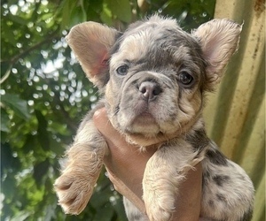 French Bulldog Puppy for sale in KANSAS CITY, MO, USA