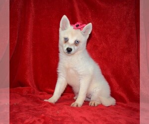 Alaskan Klee Kai Puppy for sale in BARNESVILLE, KS, USA