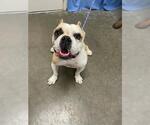SADIE - Female Bulldog Dog for Adoption - Small photo