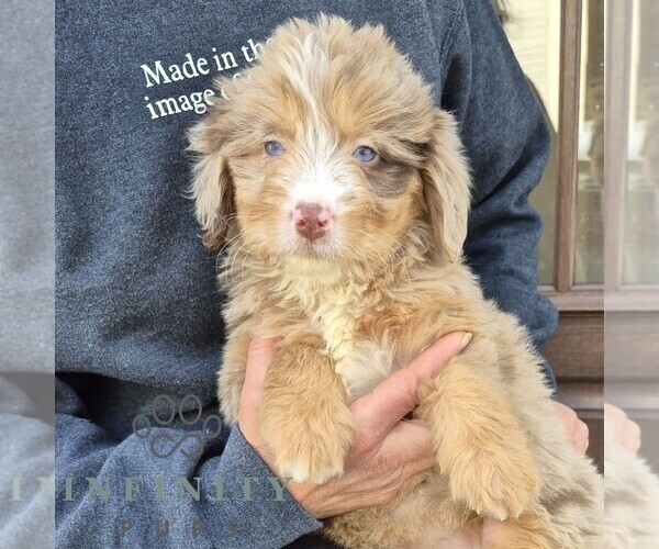 Medium Photo #2 Bernedoodle (Miniature) Puppy For Sale in NARVON, PA, USA