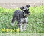Small Photo #1 Schnauzer (Miniature) Puppy For Sale in DENVER, PA, USA