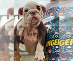 Puppy 3 English Bulldog