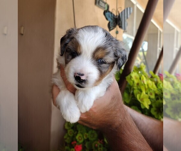 Medium Photo #11 Miniature Australian Shepherd Puppy For Sale in LA MIRADA, CA, USA