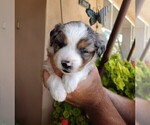 Small #10 Miniature Australian Shepherd