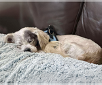 Small #2 Maltese Mix