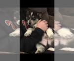 Small Photo #4 Siberian Husky Puppy For Sale in WASHBURN, WI, USA