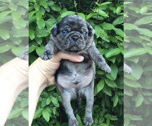 Pug Puppy for sale in DEARBORN HEIGHTS, MI, USA