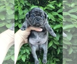 Small Photo #1 Pug Puppy For Sale in DEARBORN HEIGHTS, MI, USA