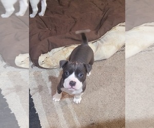 American Bully-American Staffordshire Terrier Mix Puppy for sale in SAN BERNARDINO, CA, USA