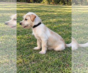 Liam - Male Mutt Dog for Adoption - Photo #2