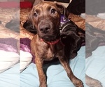 Small Photo #10 American Pit Bull Terrier-Doberman Pinscher Mix Puppy For Sale in BRIGHTON, MI, USA