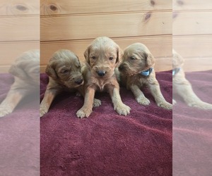 Goldendoodle Puppy for sale in WILLIAMSTOWN, KY, USA