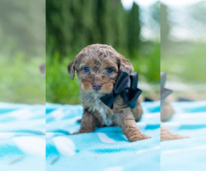 Miniature Labradoodle Puppy for sale in WESTMINSTER, MD, USA