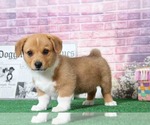 Small Photo #3 Pembroke Welsh Corgi Puppy For Sale in BEL AIR, MD, USA