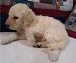 Puppy Female 2 Goldendoodle