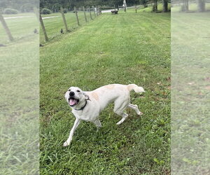 Greyson - Male Labrador Retriever-Unknown Mix Dog for Adoption - Photo #2