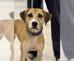 Labrador Retriever-Treeing Walker Coonhound Mix Dogs for adoption in Canfield, OH, USA