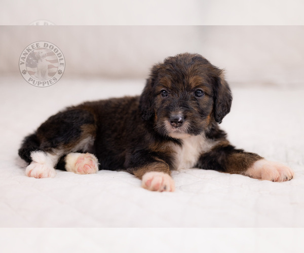 Medium Photo #14 Bernedoodle Puppy For Sale in LEAVENWORTH, IN, USA