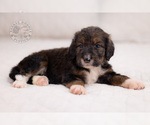 Small Photo #14 Bernedoodle Puppy For Sale in LEAVENWORTH, IN, USA