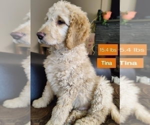 Goldendoodle Puppy for Sale in SELKIRK, New York USA