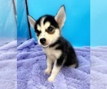 Small Photo #2 Siberian Husky Puppy For Sale in SANDY HOOK, KY, USA
