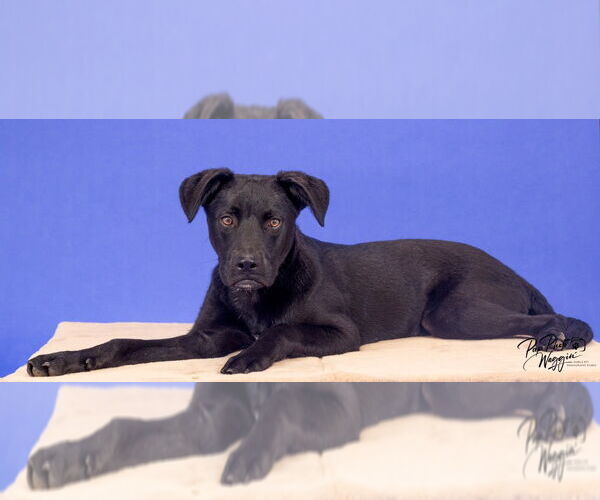 Medium Photo #13 Labrador Retriever-Unknown Mix Puppy For Sale in Claremore, OK, USA