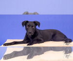 Small #12 Labrador Retriever Mix