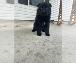 Small Photo #6 German Shepherd Dog Puppy For Sale in ALMA, GA, USA