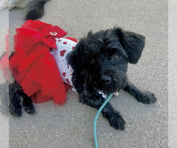 Medium Photo #1 Havanese-Unknown Mix Puppy For Sale in Newport Beach, CA, USA