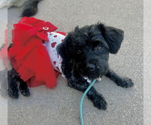 Havanese-Unknown Mix Dogs for adoption in Newport Beach, CA, USA