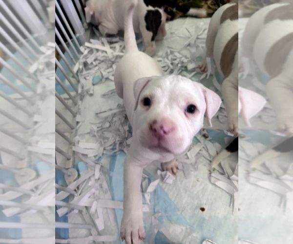 Medium Photo #1 American Bully Puppy For Sale in FRIDLEY, MN, USA