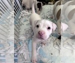 Puppy 2 American Bully