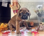 Puppy Maya Mastiff