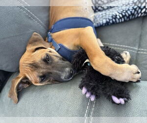 Black Mouth Cur-Unknown Mix Dogs for adoption in Tempe , AZ, USA