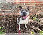 Small Photo #3 American Pit Bull Terrier Puppy For Sale in Ocala, FL, USA