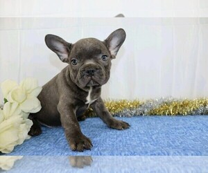 French Bulldog Puppy for sale in FREDERICKSBG, OH, USA