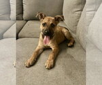 Small Photo #7 Mutt Puppy For Sale in The Woodlands, TX, USA