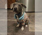 Small #29 American Pit Bull Terrier-Chihuahua Mix