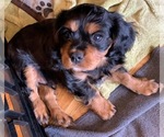 Small Photo #5 Cavalier King Charles Spaniel Puppy For Sale in THREE FORKS, MT, USA