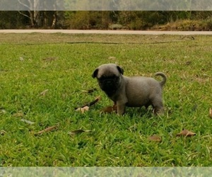 Pug Puppy for sale in BOISE, ID, USA