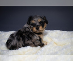Small Photo #3 Aussiedoodle Puppy For Sale in PORTAGE, MI, USA