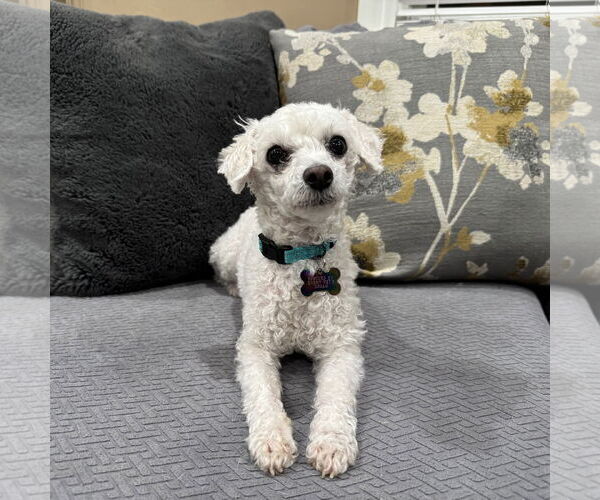 Medium Photo #1 Maltipoo (Toy) Puppy For Sale in Santa Clara, CA, USA