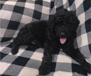 Poodle (Standard) Puppy for Sale in COUCH, Missouri USA