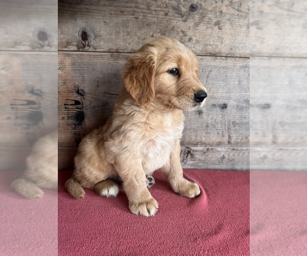Medium Photo #3 Golden Retriever Puppy For Sale in VERMONTVILLE, MI, USA