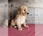 Small #2 Golden Retriever