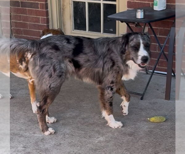 Medium Photo #3 Australian Shepherd Puppy For Sale in Dallas, TX, USA