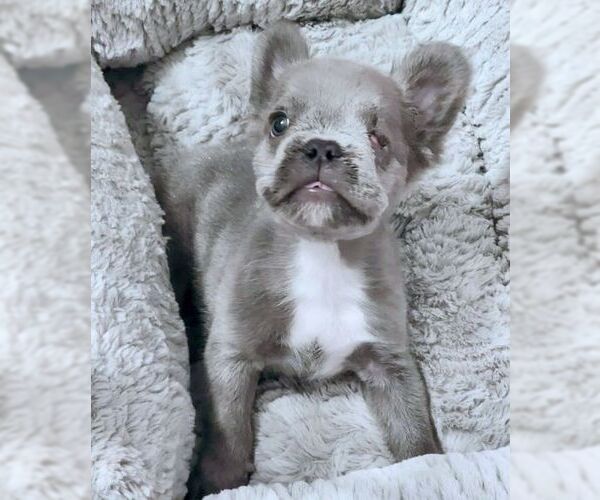 Medium Photo #4 French Bulldog Puppy For Sale in Tustin, CA, USA