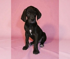 Great Dane Puppy for sale in DENHAM SPRINGS, LA, USA